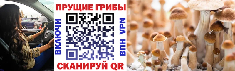 как найти наркотики  ссылка на мегу ONION  Псилоцибиновые грибы MAGIC MUSHROOMS  Гай 